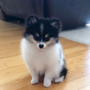 Meet your Posher, Rita